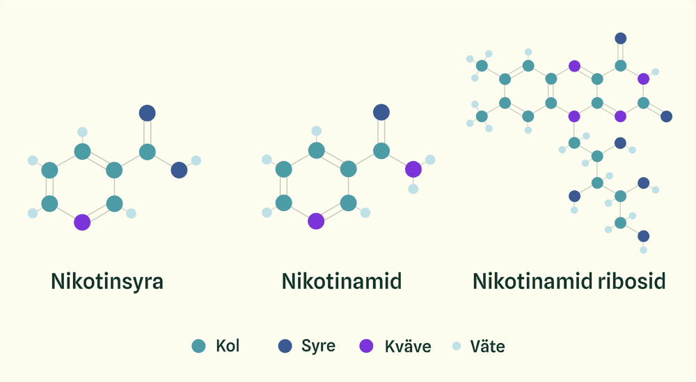 Illustration av molekylerna för tre olika typer av vitamin B3: nikotinsyra, nikotinamid och nikotinamid ribosid där de två första är relativt lika och den sista är betydligt mer komplex
