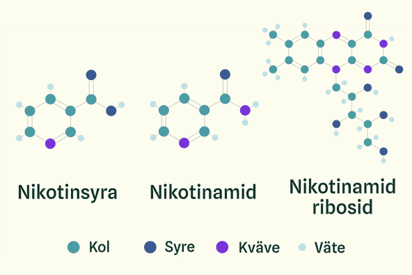 Illustration av molekylerna för tre olika typer av vitamin B3: nikotinsyra, nikotinamid och nikotinamid ribosid där de två första är relativt lika och den sista är betydligt mer komplex