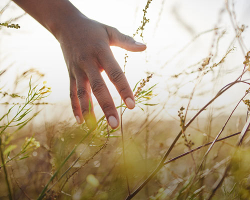 En hand som försiktigt förs över gräs i en sommaräng